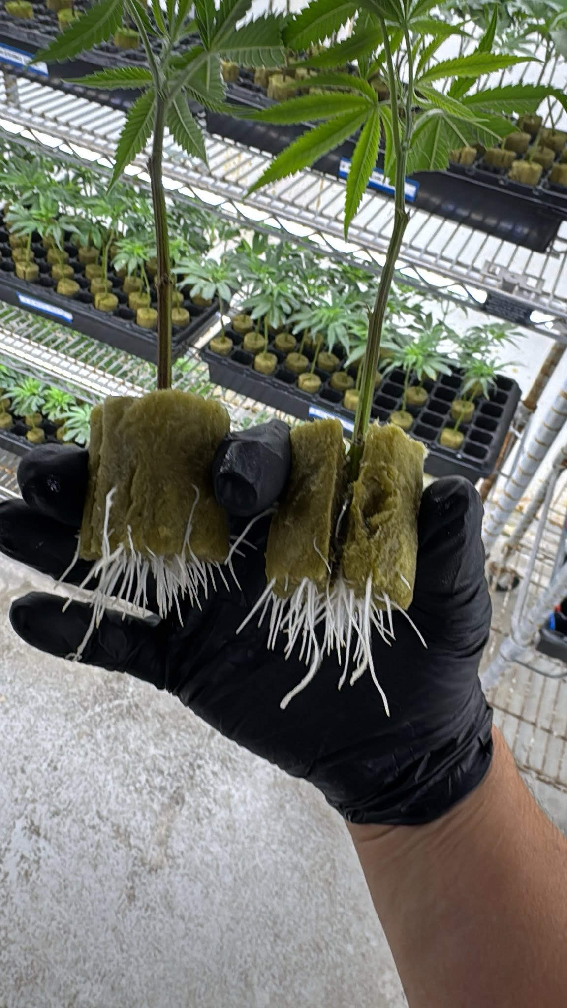 Cannabis Clones Online